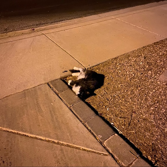 🐰🐈‍⬛🥬🪴Pets eatting + playing 
June 2022 from Arizona Update 2025🥳💝 - Picture 6 of 13